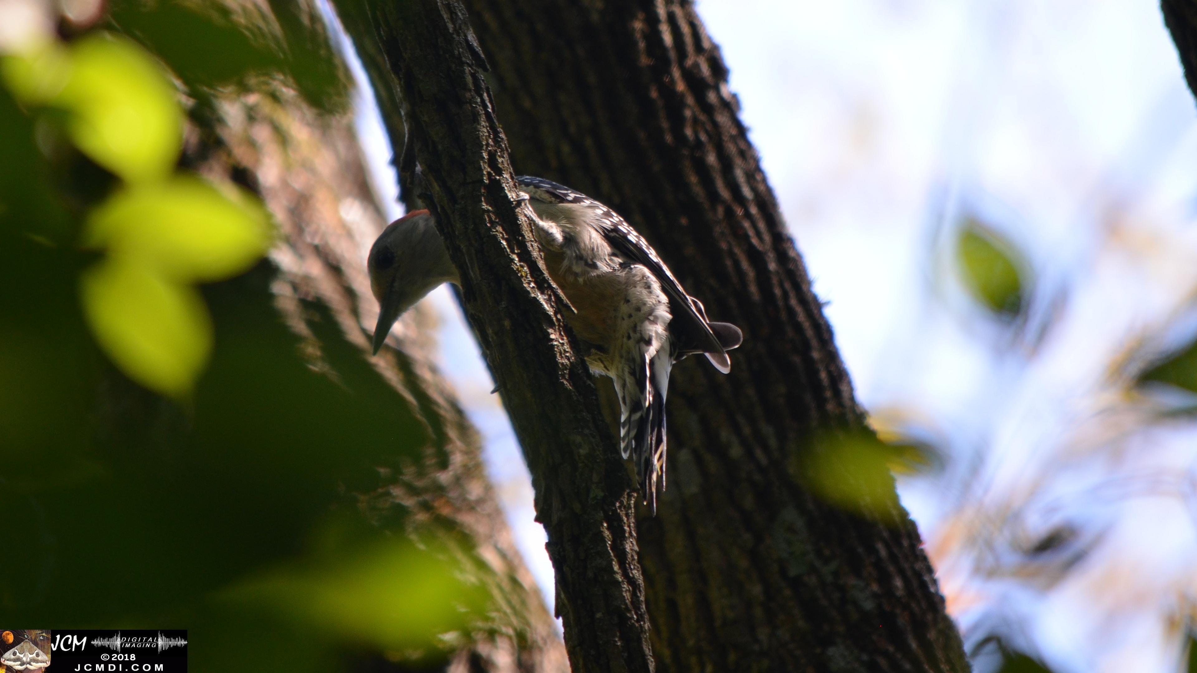 A Woodpecker at Old Hickory Lake.jpg